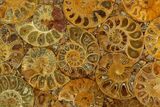 Composite Plate Of Agatized Ammonite Fossils #130568-1
